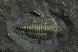 Three Pyritized Triarthrus Trilobites With Appendages - New York #309860-3